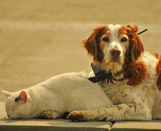cat-and-dog