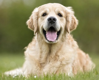 pet-friendly-oberlin.jpg